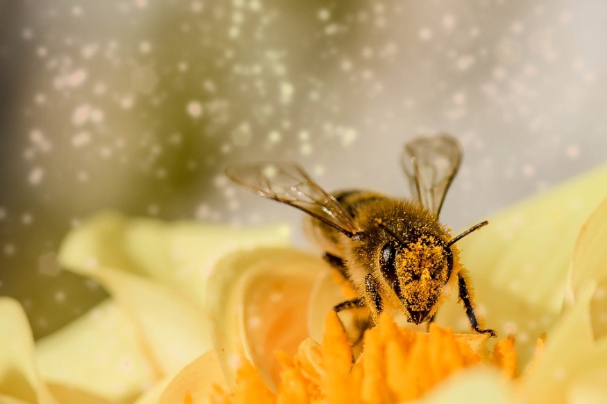 Que font les abeilles en hiver et comment les dorloter ?