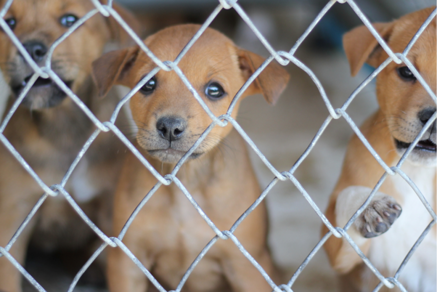 La SPA du 47 est en danger !!