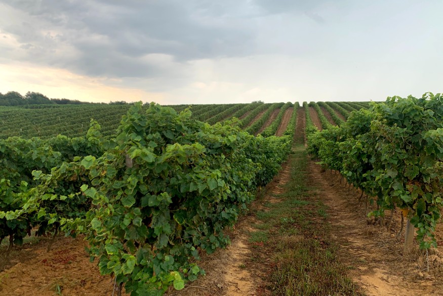 Palmarès au Concours des Vignerons Indépendants, qui distingue chaque année l’excellence et le savoir-faire de nos vigneronnes et vignerons.